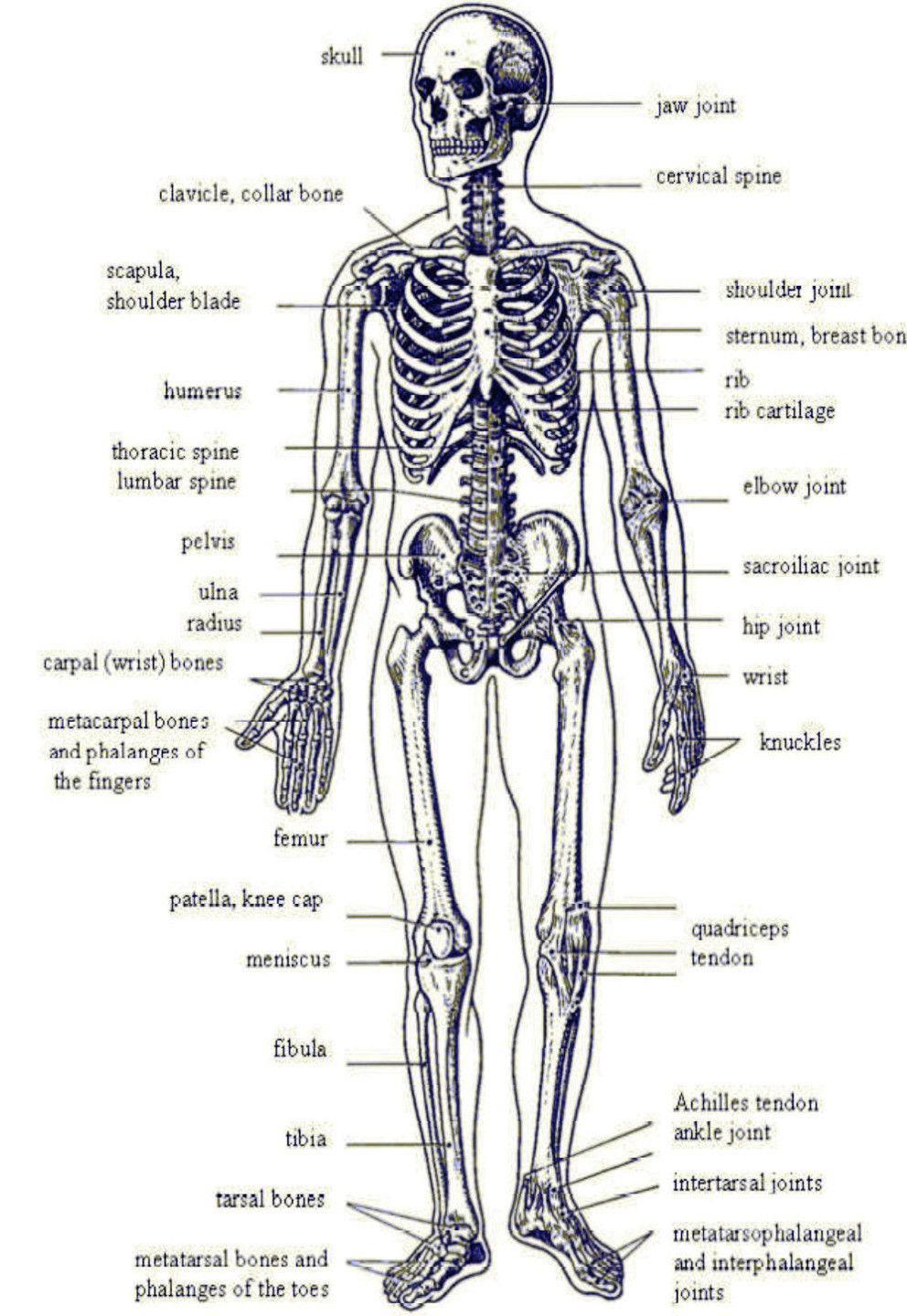 Строение скелета человека на латыни и русском